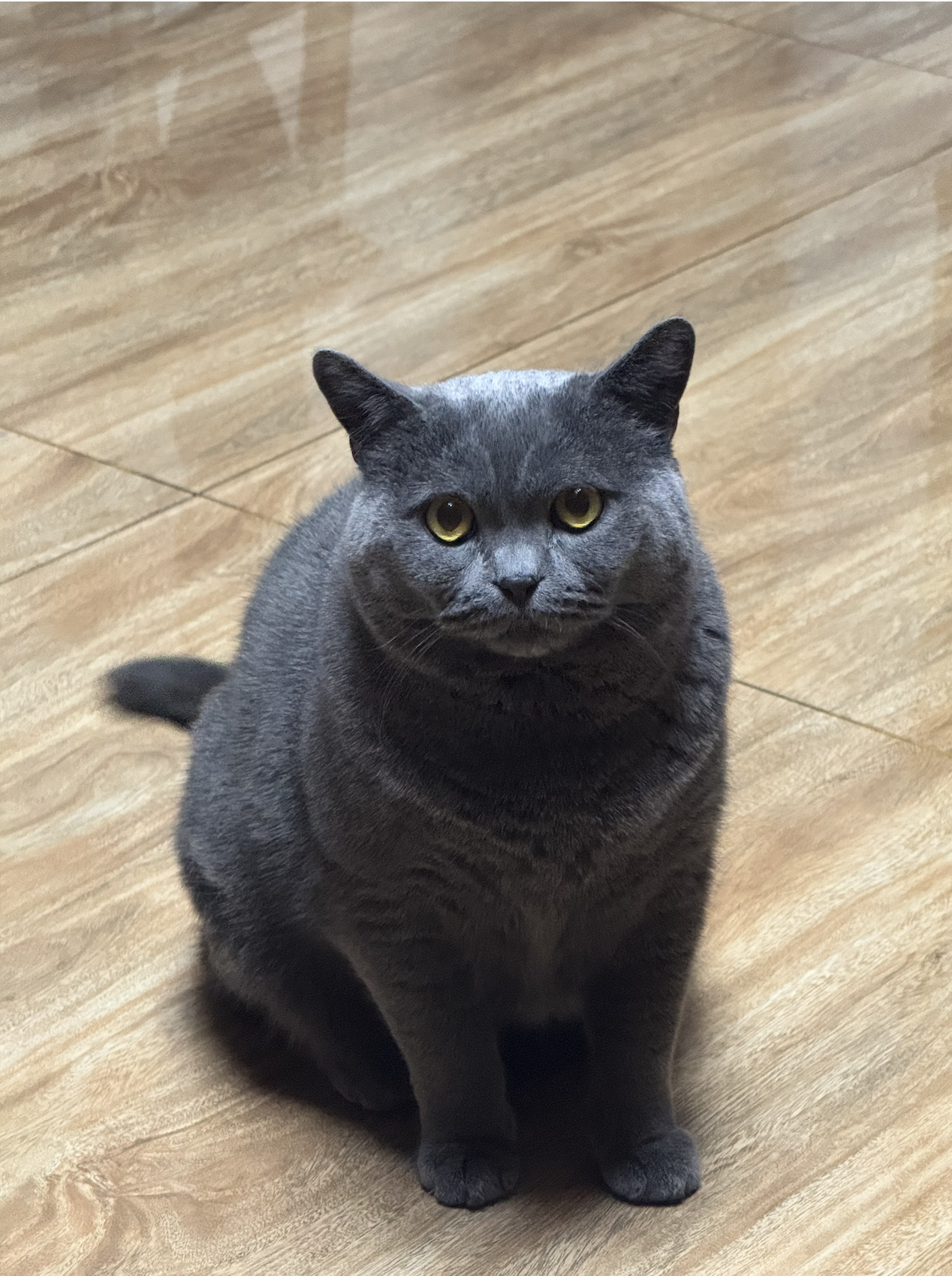 TunTun the cat
