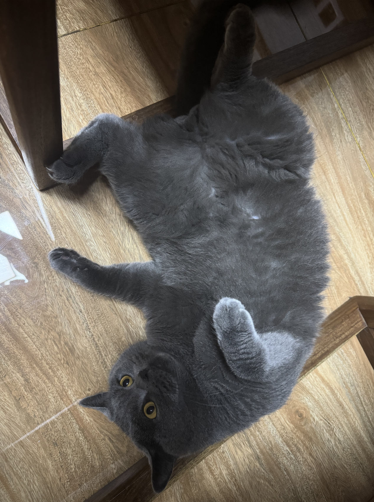 TunTun the cat