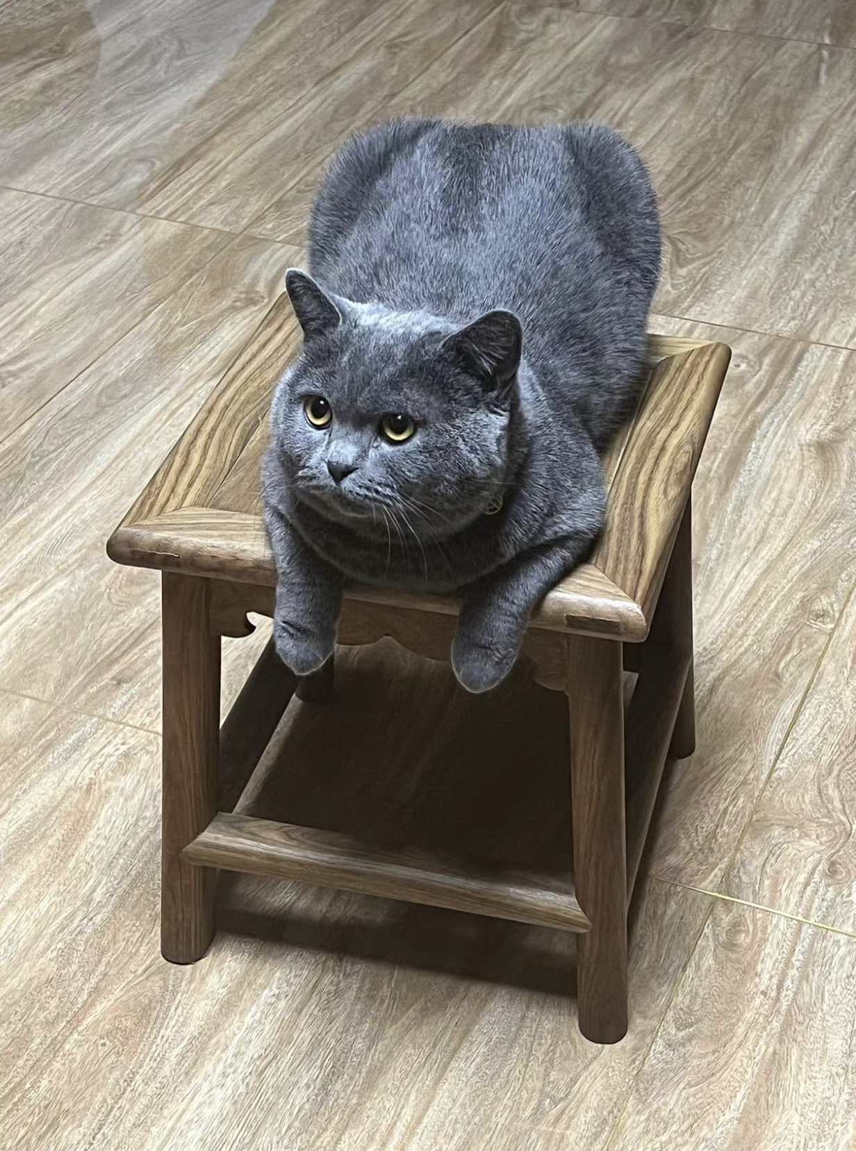 TunTun the cat